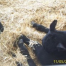Thumbnail image for Notched Ears in Dexter Cattle