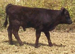 Affected Bull Calf