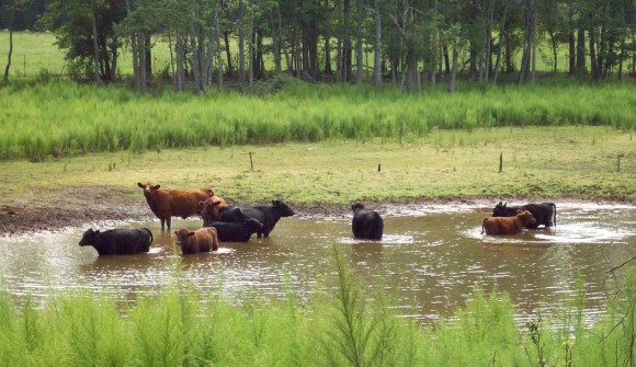 BFF Cows Cooling