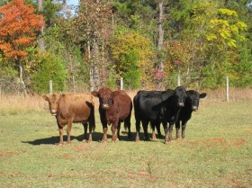 BFF Fall Cows