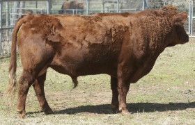 Belle Fourche Clay Belle Fourche Clay