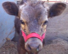 Black Dexter calf with copper deficiency