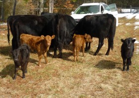 Embryo transfer calves