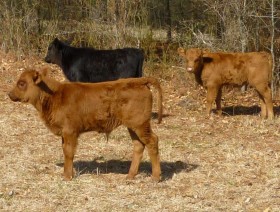 Embryo transfer calves