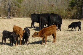 Embryo transfer calves