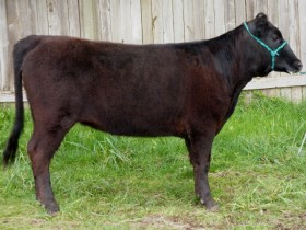 Belle Fourche Georgia, 1st Place Senior Yearling Heifer, Spring Fair, Washington State