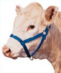 Nylon Halter SS-H6