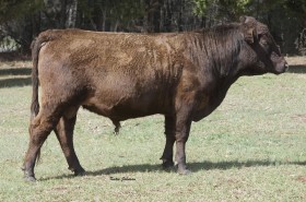 Overture as a yearling