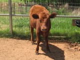 Belle Fourche Penny Lane