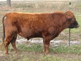 Belle Fourche Rousseau (click for more info) Belle Fourche Rousseau
