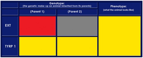 Color Table 8