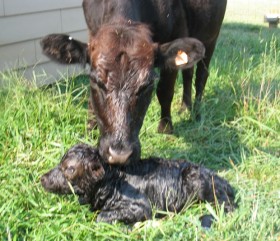 Frida and calf