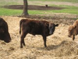 Belle Fourche Mon Mignon