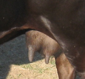 Photo 1: Udder of Cow BRED TO Serenity Oak Farm Taco