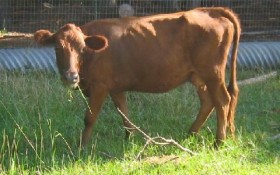 Figure 1: This cow's body condition does not mean she is "dairy type," it means she is 150 pounds underweight.