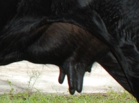 Figure 2: An obvious example of a cow from "milking lines" with an inferior udder. This cow has a good front udder attachment, but her teat placement is so poor that machine or hand milking would be impossible. She also has a weak rear udder attachment. Having a British dairy line in her pedigree is not enough to compensate for all the other influences.