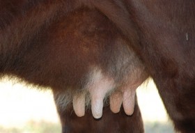 Udder on a Mr. Right daughter, taken 1 week before her second lactation.