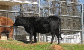 Mrald Smarty Pants as a yearling heifer.