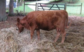 Like both her sire and dam, there was never a day in Baby Pink's life when she would run from a human.  As a young calf with little socialization, she would still walk up to a complete stranger and start licking them.