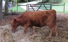 Baby Pink is our only calf from Belle Fourche Apple Jack. He seems to have been a good combination, conformation-wise, with Belle Fourche Kinda Pink.