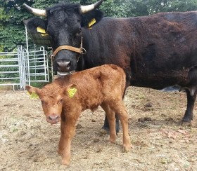 We have embryos qualified for export to most countries, including European Union, South America, Canada, Australia, and South Africa. This homozygous polled heifer calf is Belle Fourche Mr. Right's first calf born in Europe.