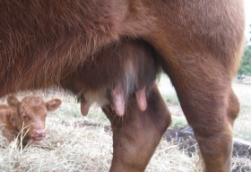 Apple's udder on its 6th lactation, is holding up well.