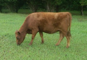 Belle Fourche Peach at 2 1/2 years of age.