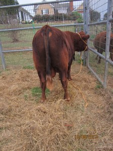 Begonia's sire, Macintosh, from the backend