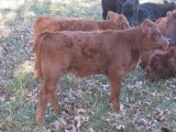 Belle Fourche Pippin (click for more info) Belle Fourche Pippin