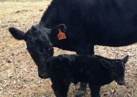 Spring has sprung with our first calf for 2014, Belle Fourche Jette, a little heifer from Hillview Jan and Belle Fourche Macintosh!