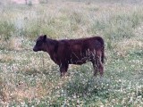 Belle Fourche Jette (click for more info) Belle Fourche Jette