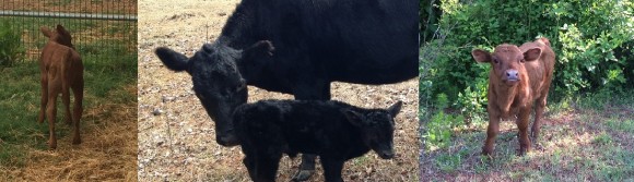 spring babies
