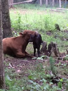 Calves make great head rests!