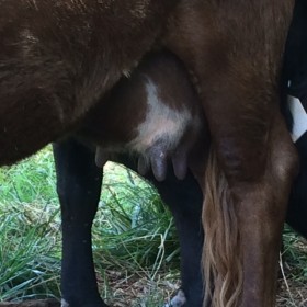 Mon Chere's udder at 9 years