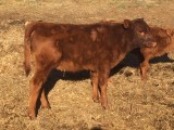 Belle Fourche Gabriella (click for more info) Belle Fourche Gabriella