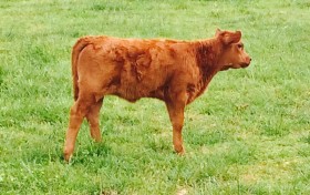 Pristine, Apple's 2015 heifer calf