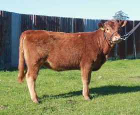 A Macintosh heifer from the Rawling's herd in Australia.