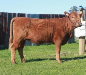 Lasair heifer born in Australia