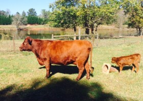 Teresa and her dam, Dexter Downs Ruby Tuesday