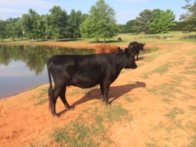 Sabrina Fair at 2 years of age