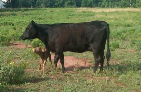 Belle Fourche Hot Tamale, Norma Jean's dam, with her first calf.
