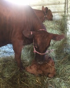 Aphaea and her first calf