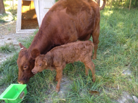 Ready and her first calf, Aphaea
