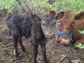 Ready, and her second calf, Piccolina