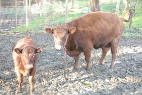 Aphaea and her bull calf, Norris