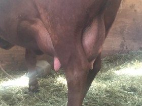 Aphaea, first lactation, before calving