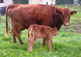 Belle Fourche Carmen, just after delivering her second calf, check out that udder!