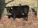 Belle Fourche Jessica (click for more info) Belle Fourche Jessica