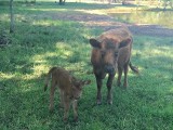 Belle Fourche Beryl Rutherford and baby! (click for more info) Belle Fourche Beryl Rutherford and baby!