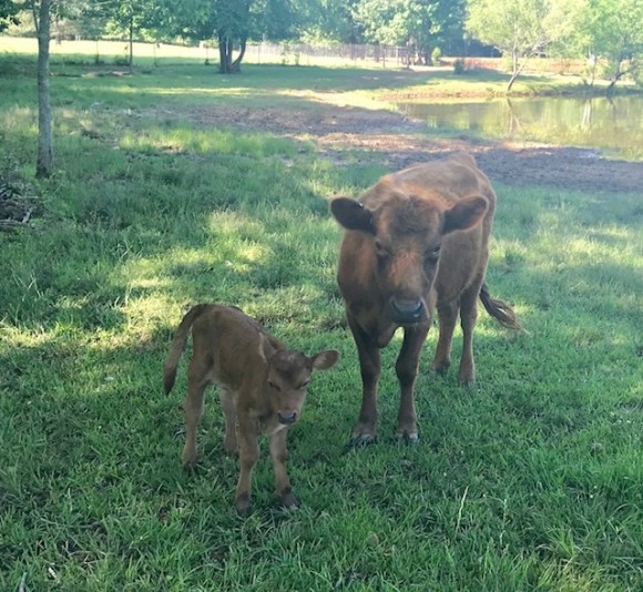 Belle Fourche Beryl Rutherford and baby! Belle Fourche Beryl Rutherford and baby!
